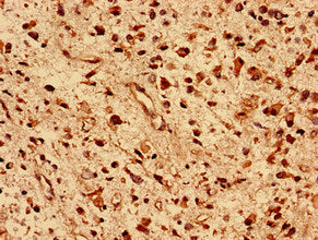 Dnajb5 Polyclonal Antibody - image 3