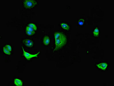 Dnal4 Polyclonal Antibody - image 5