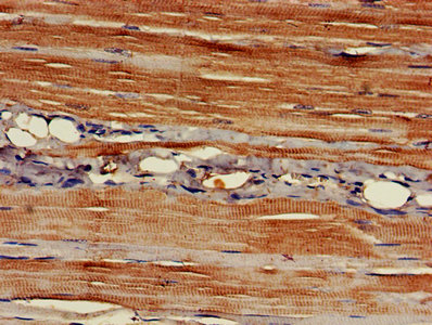 Eapp Polyclonal Antibody - image 3