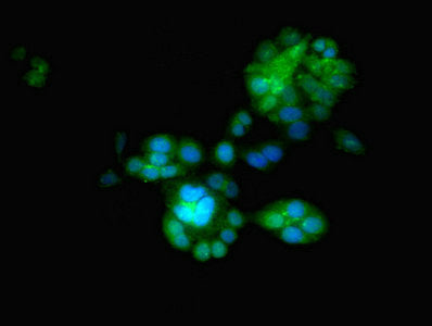 Egln2 Polyclonal Antibody - image 4