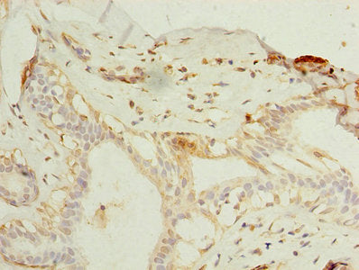 Immunohistochemistry of paraffin-embedded human testis tissue using CAC08393 at dilution of 1:100