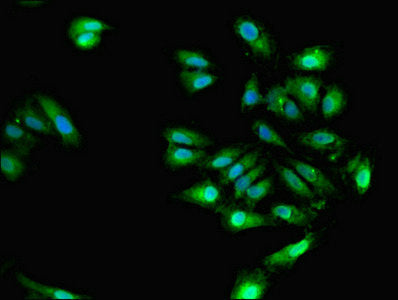 Elavl4 Polyclonal Antibody - image 5