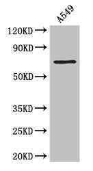 F2 Polyclonal Antibody - image 3
