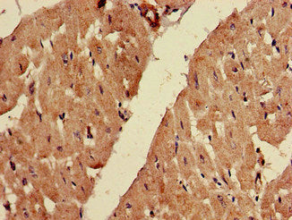 Immunofluorescent analysis of HepG2 cells using CAC08421 at dilution of 1:100 and Alexa Fluor 488-congugated AffiniPure Goat Anti-Rabbit IgG(H+L)
