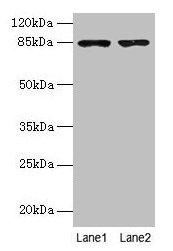 Immunohistochemistry of paraffin-embedded human small intestine tissue using CAC08432 at dilution of 1:100