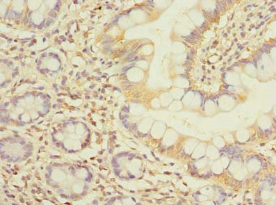 Immunohistochemistry of paraffin-embedded human pancreatic tissue using CAC08432 at dilution of 1:100