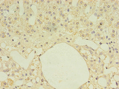Fdxr Polyclonal Antibody - image 3