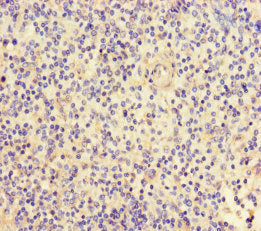 Immunohistochemistry of paraffin-embedded human placenta tissue using CAC08436 at dilution of 1:100