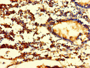 Fgf13 Polyclonal Antibody - image 5