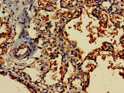 Flt3Lg Polyclonal Antibody - image 3