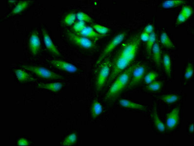 Ido1 Polyclonal Antibody - image 5