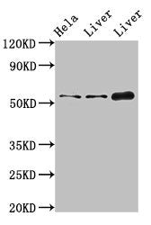 Ifit1 Polyclonal Antibody - image 5