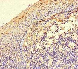 Immunohistochemistry of paraffin-embedded human spleen tissue using CAC08564 at dilution of 1:100