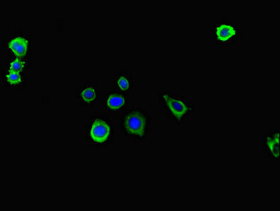 Itga4 Polyclonal Antibody - image 4