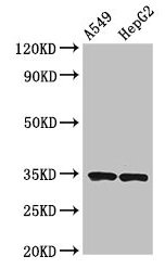 Klrk1 Polyclonal Antibody - image 4