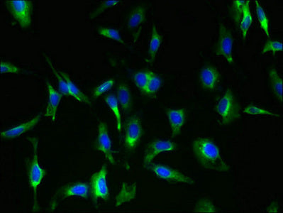 Mas1 Polyclonal Antibody - image 5