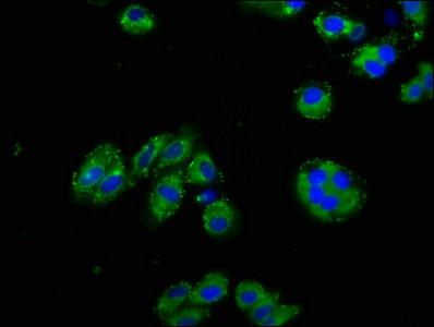Nphs1 Polyclonal Antibody - image 4