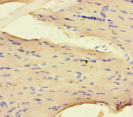 Immunofluorescent analysis of HepG2 cells using CAC08684 at dilution of 1:100 and Alexa Fluor 488-congugated AffiniPure Goat Anti-Rabbit IgG(H+L)
