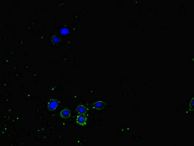 Nrp2 Polyclonal Antibody - image 4