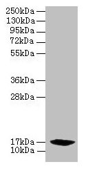 Immunohistochemistry of paraffin-embedded human pancreatic tissue using CAC08716 at dilution of 1:100