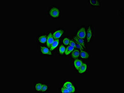 Pfdn2 Polyclonal Antibody - image 4