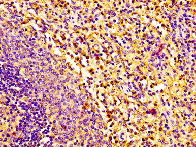 Rnase2 Polyclonal Antibody - image 2