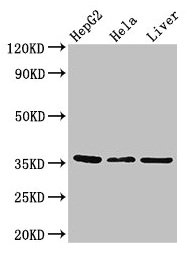 Spry1 Polyclonal Antibody - image 4