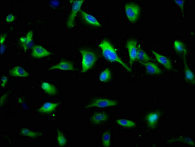 Synpr Polyclonal Antibody - image 5