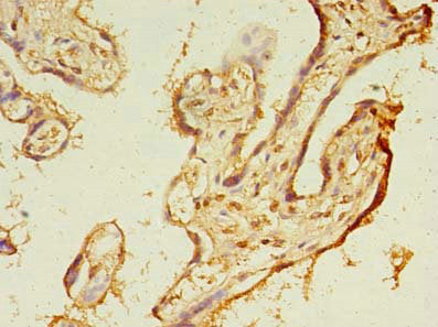 Immunofluorescent analysis of HepG2 cells using CAC08916 at dilution of 1:100 and Alexa Fluor 488-congugated AffiniPure Goat Anti-Rabbit IgG(H+L)