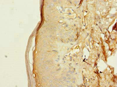 Immunofluorescent analysis of LO2 cells using CAC08917 at dilution of 1:100 and Alexa Fluor 488-congugated AffiniPure Goat Anti-Rabbit IgG(H+L)