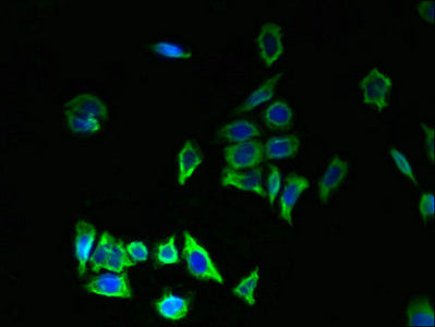 Tmem176B Polyclonal Antibody - image 5