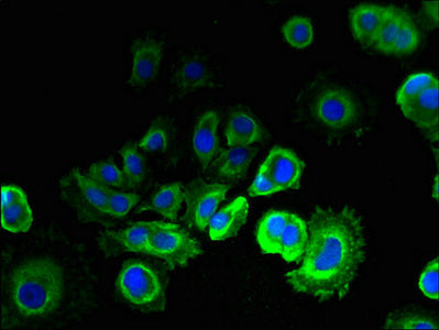 Emc6 Polyclonal Antibody - image 4