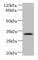 Immunofluorescent analysis of MCF-7 cells using CAC08955 at dilution of 1:100 and Alexa Fluor 488-congugated AffiniPure Goat Anti-Rabbit IgG(H+L)
