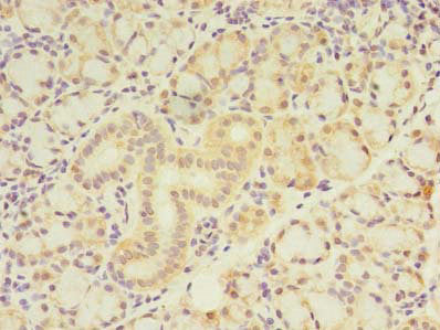 Zbtb18 Polyclonal Antibody - image 4