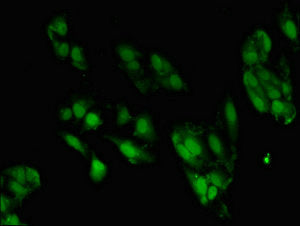 Znf695 Polyclonal Antibody - image 5