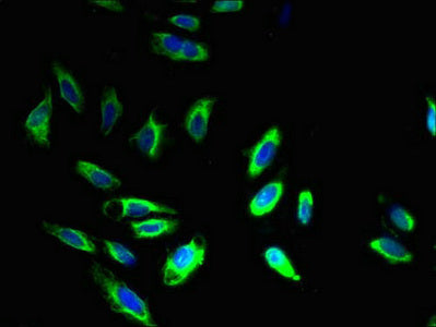 Bcap31 Polyclonal Antibody - image 5