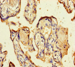 Csf2 Polyclonal Antibody - image 3