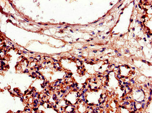Immunofluorescent analysis of HepG2 cells using CAC09093 at dilution of 1:100 and Alexa Fluor 488-congugated AffiniPure Goat Anti-Rabbit IgG(H+L)