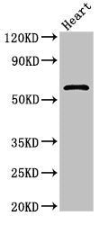 Icam1 Polyclonal Antibody - image 4