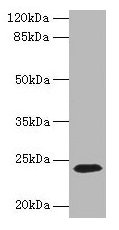 Cd3E Polyclonal Antibody - image 5