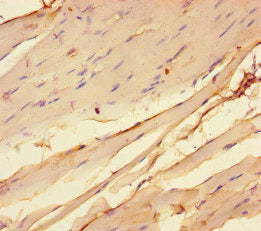 Chrna1 Polyclonal Antibody - image 3