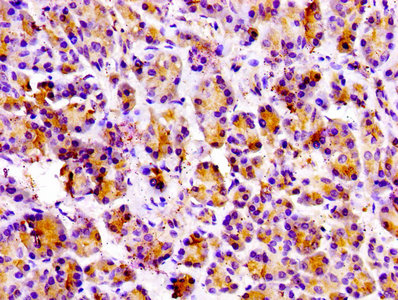 Prss3 Polyclonal Antibody - image 3
