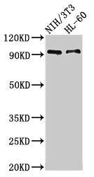 Immunofluorescent analysis of HepG2 cells using CAC09161 at dilution of 1:100 and Alexa Fluor 488-congugated AffiniPure Goat Anti-Rabbit IgG(H+L)