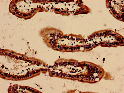 Saa1 Polyclonal Antibody - image 3