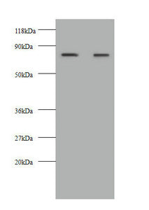 Immunohistochemistry of paraffin-embedded human kidney tissue using CAC09181 at dilution of 1:50