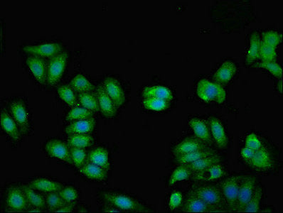 Kng1 Polyclonal Antibody - image 4