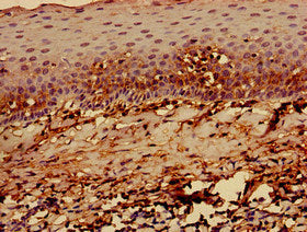 Immunohistochemistry of paraffin-embedded human lymph node tissue using CAC09183 at dilution of 1:100