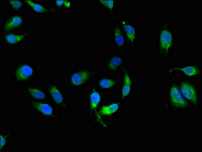 Hla-C Polyclonal Antibody - image 5