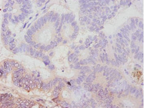 Avpr1A Polyclonal Antibody - image 3