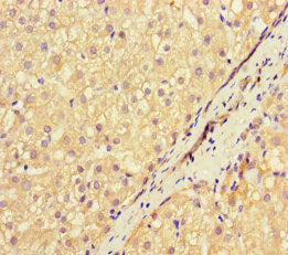 Immunofluorescent analysis of HepG2 cells using CAC09199 at dilution of 1:100 and Alexa Fluor 488-congugated AffiniPure Goat Anti-Rabbit IgG(H+L)